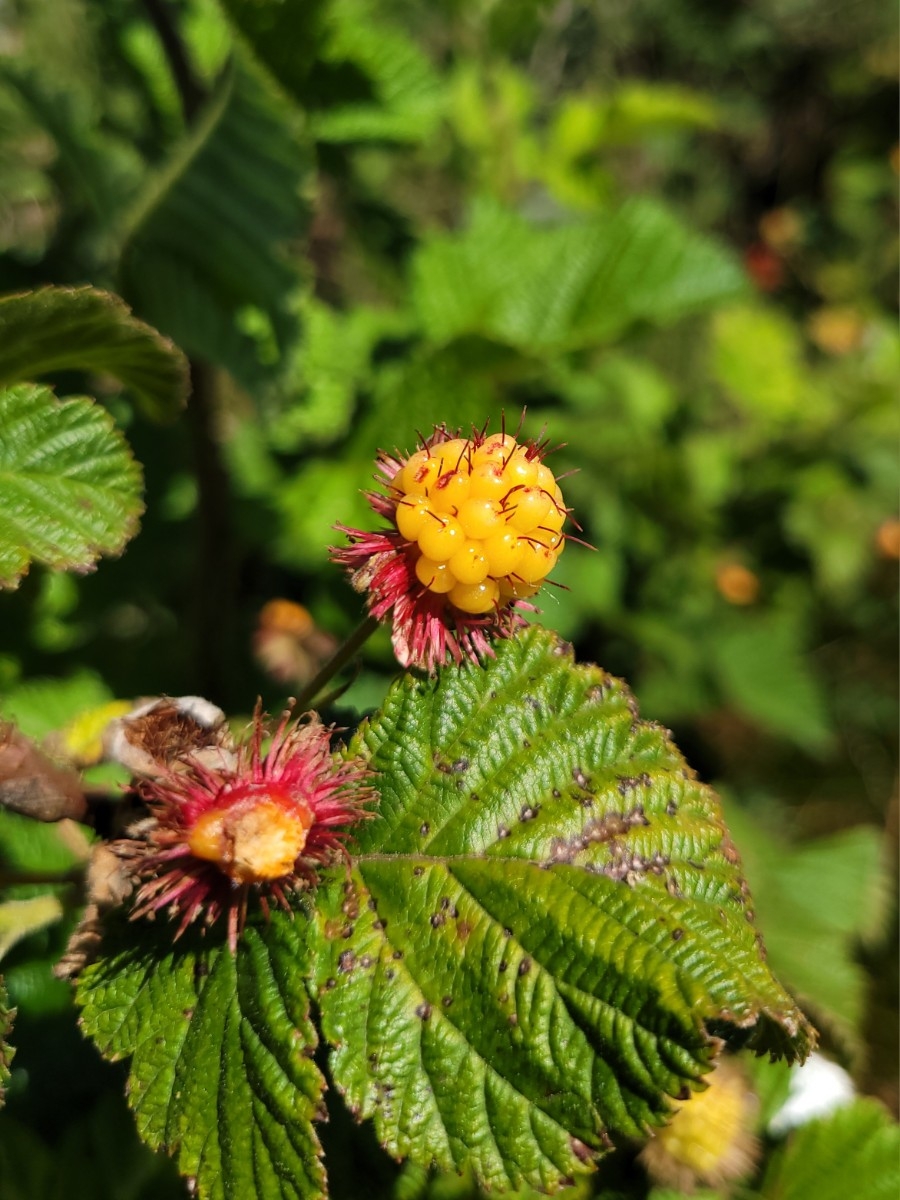 Rubus spectabilis