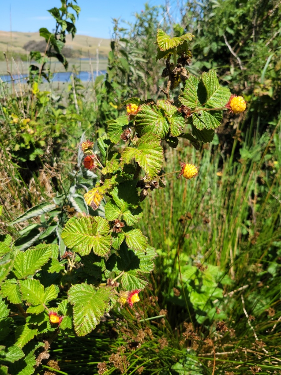 Rubus spectabilis