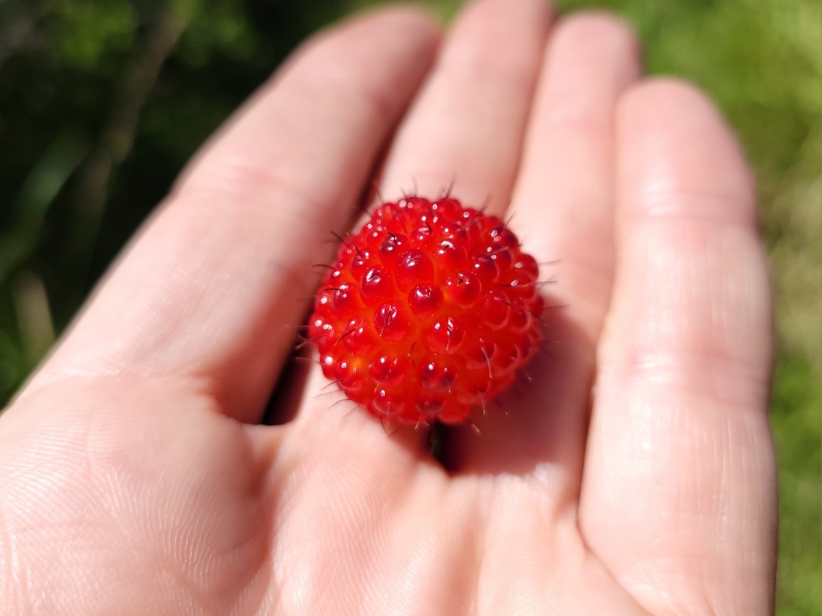 Rubus spectabilis