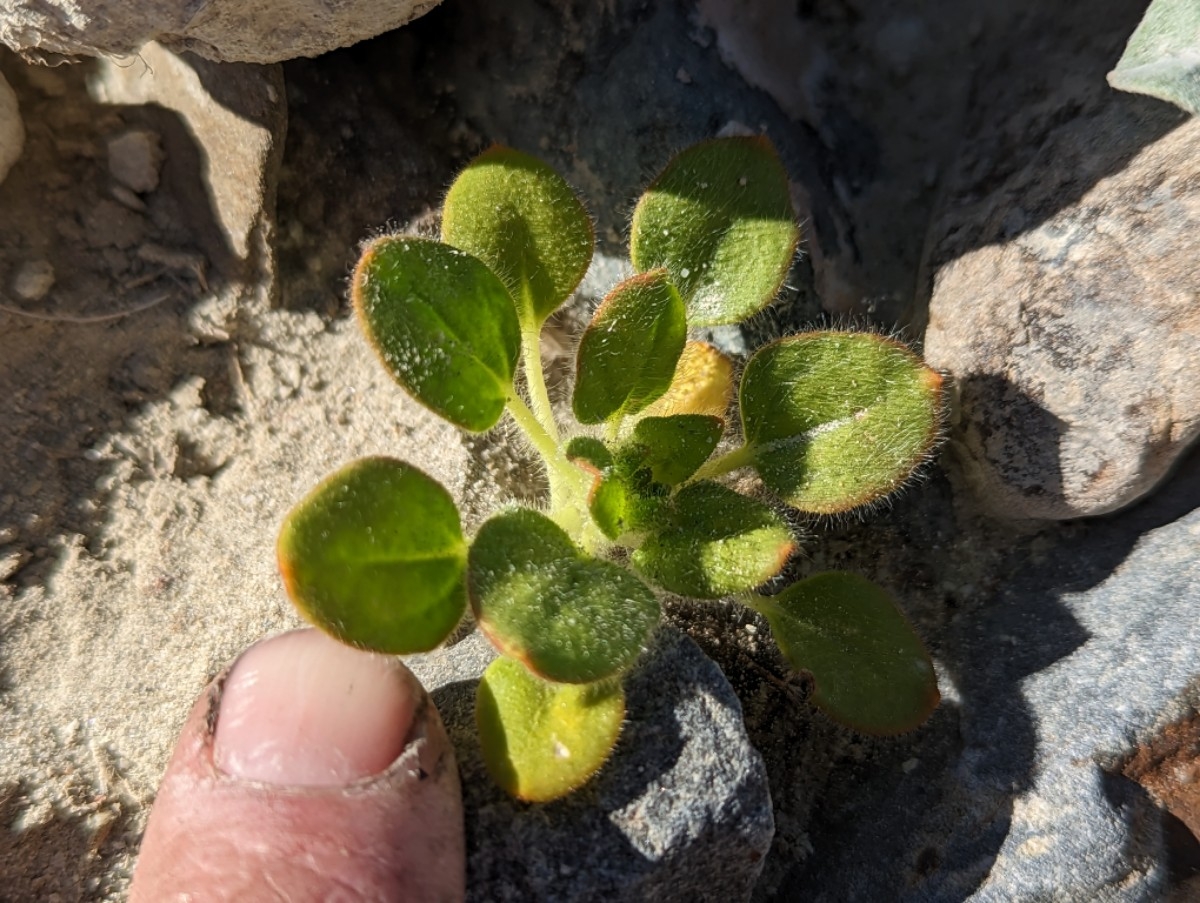 Eriogonum glandulosum