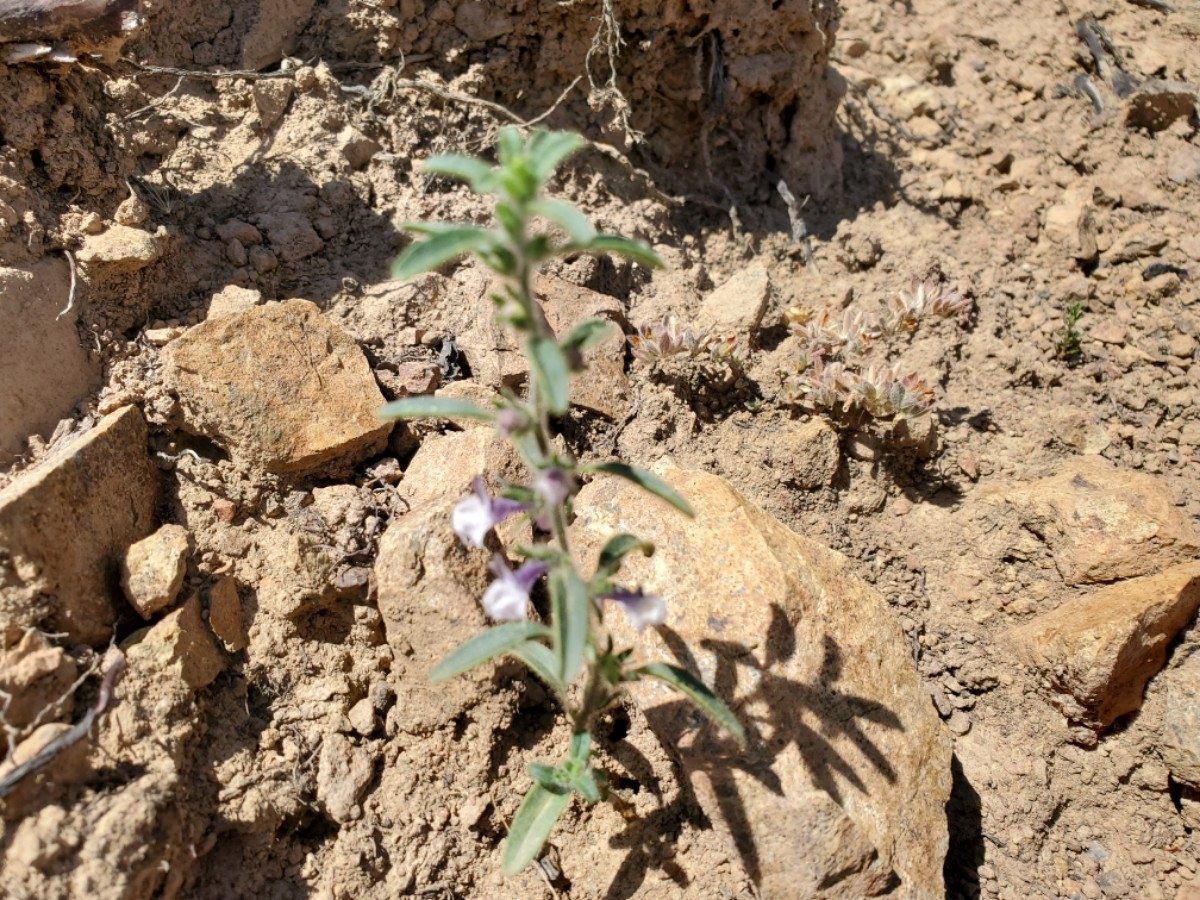 Antirrhinum cornutum