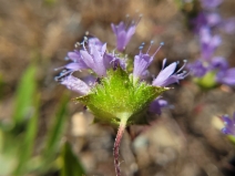 Navarretia heterodoxa