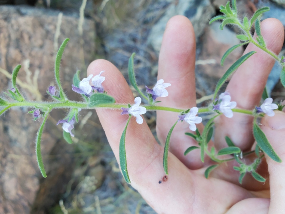 Antirrhinum cornutum