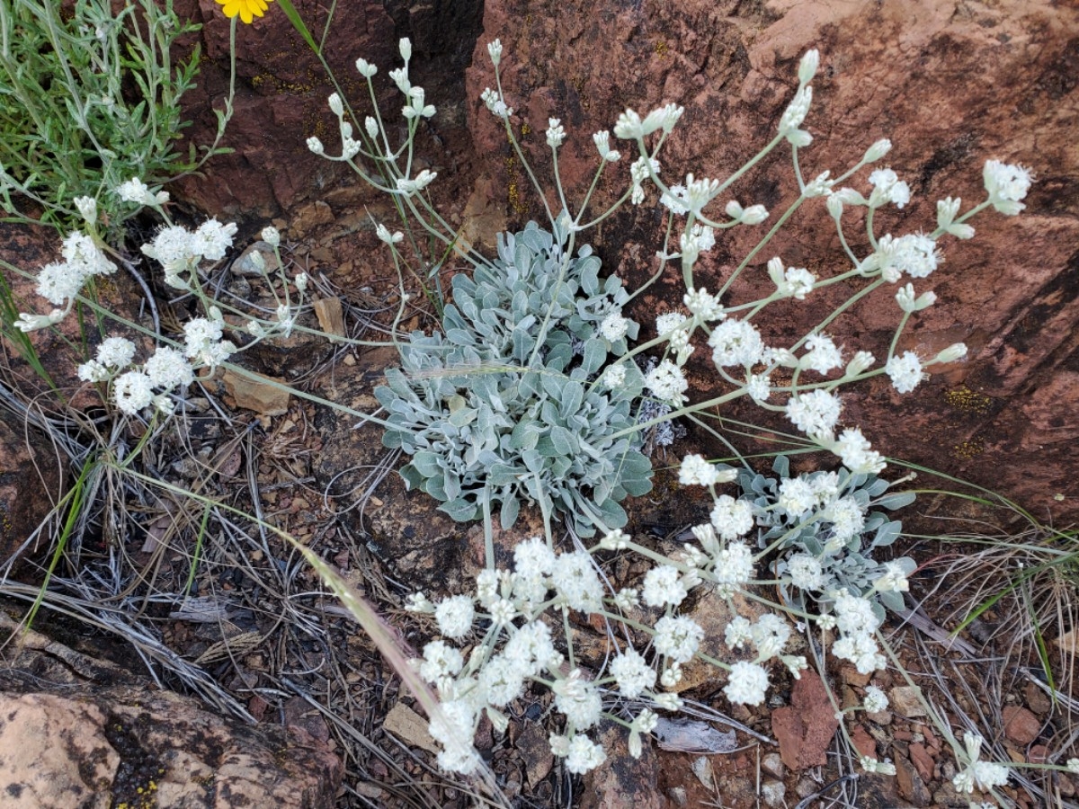 Eriogonum strictum var. greenei