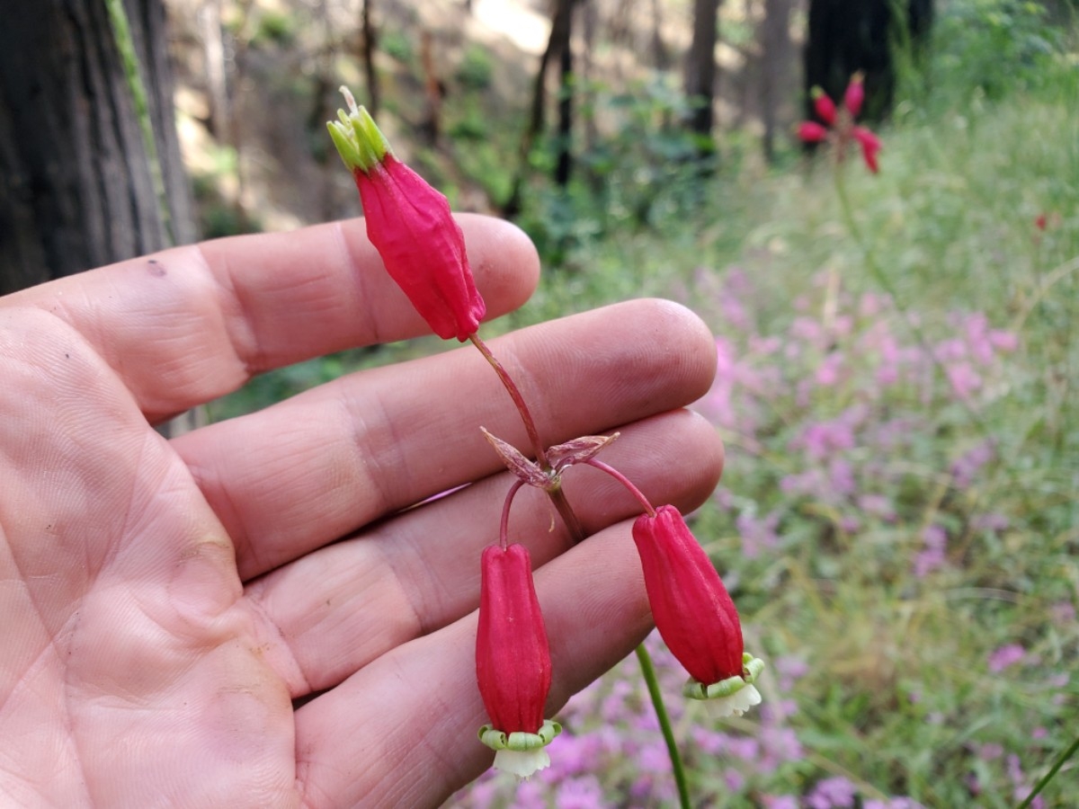 Dichelostemma ida-maia