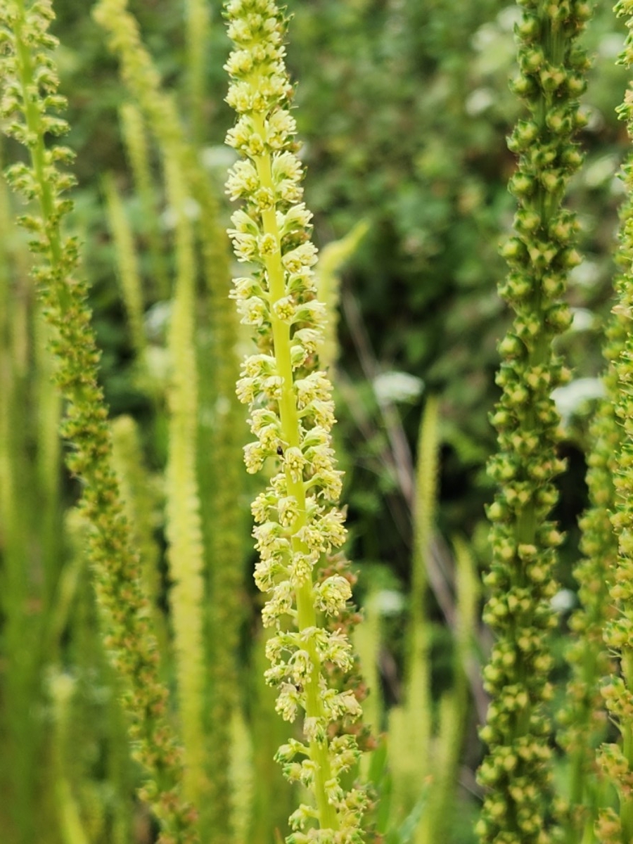 Reseda luteola