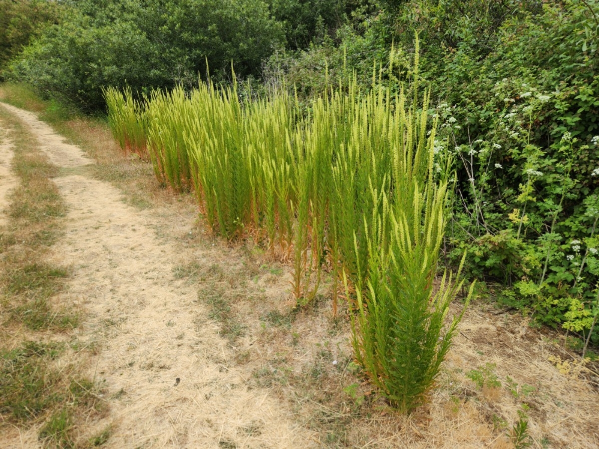 Reseda luteola