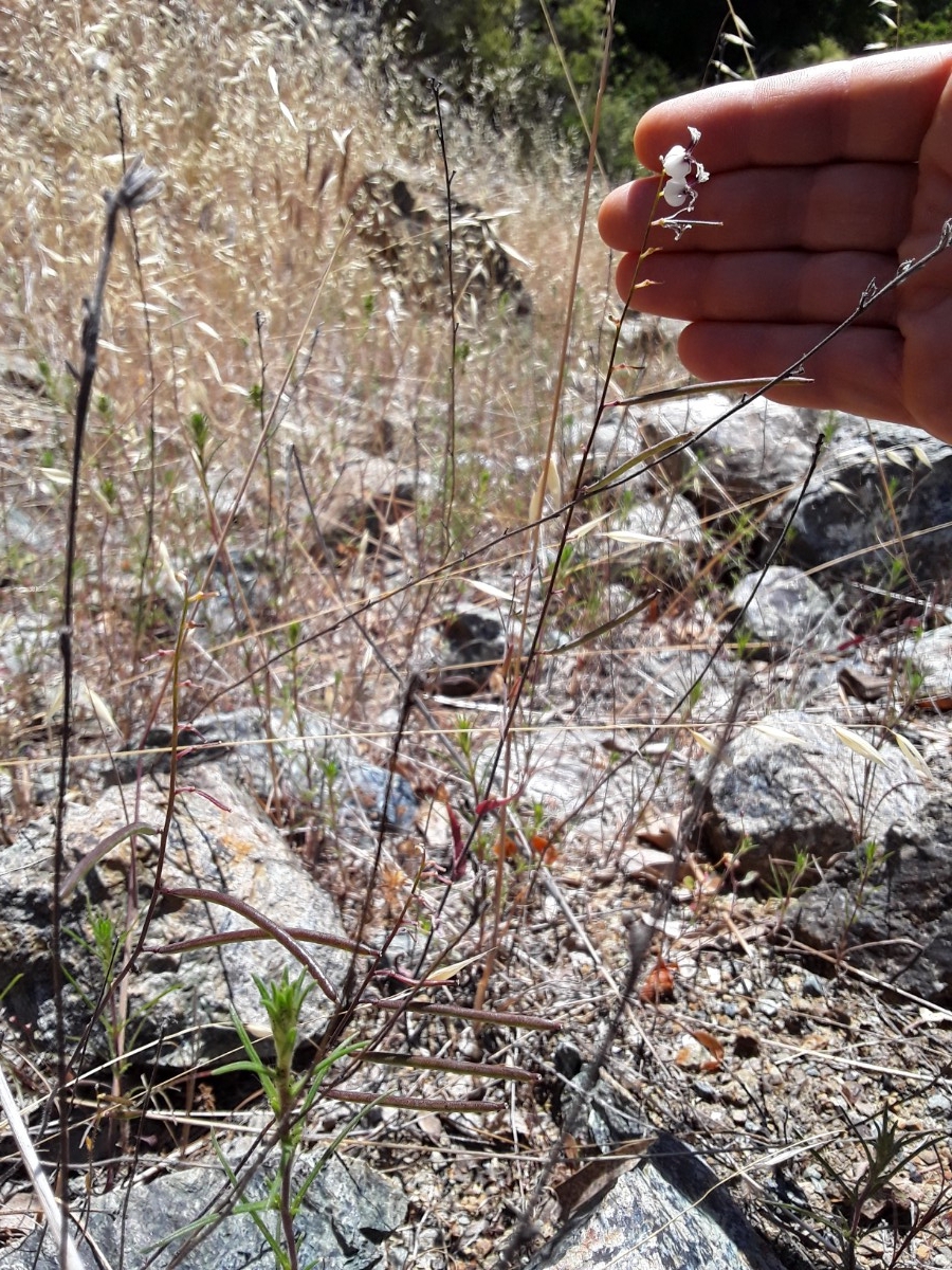 Streptanthus glandulosus ssp. secundus