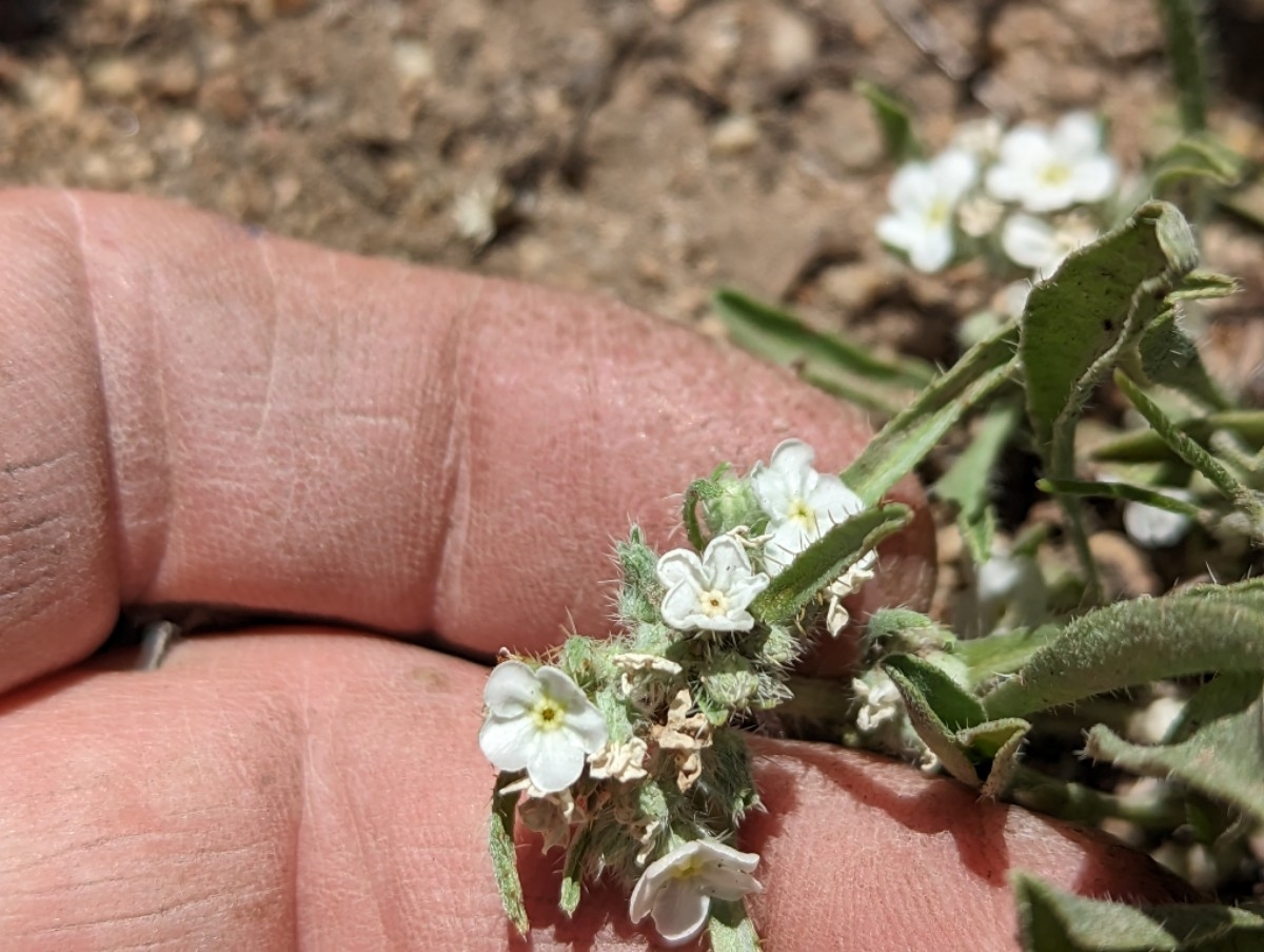 Oreocarya abortiva