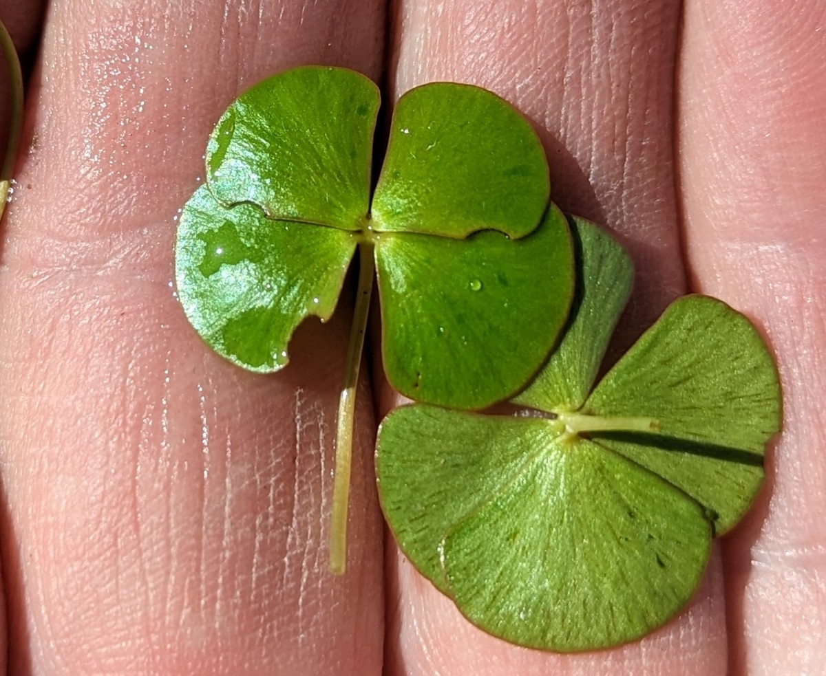 Marsilea vestita ssp. vestita