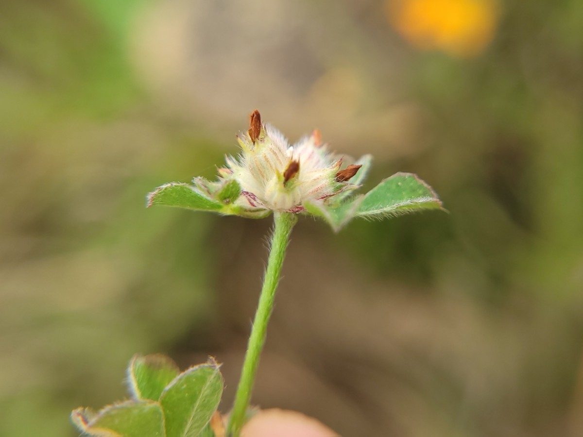 Trifolium striatum