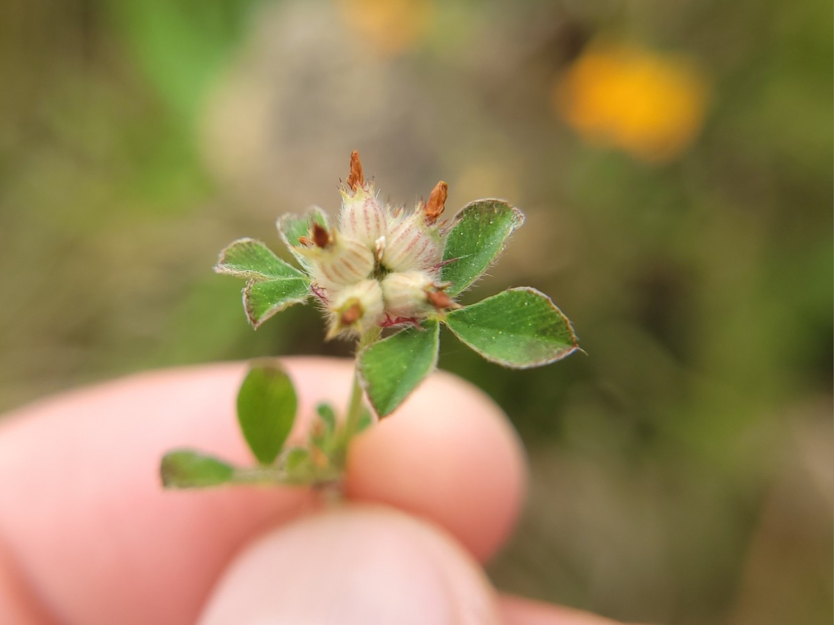 Trifolium striatum