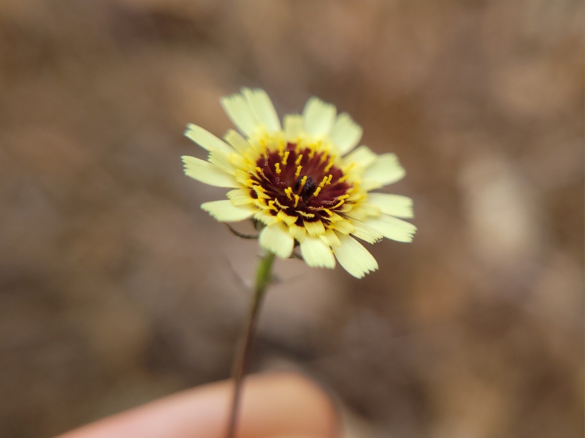 Tolpis barbata