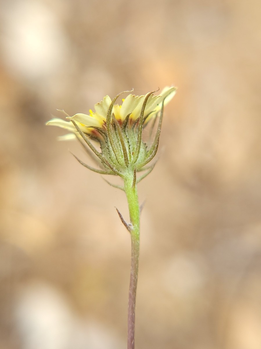 Tolpis barbata