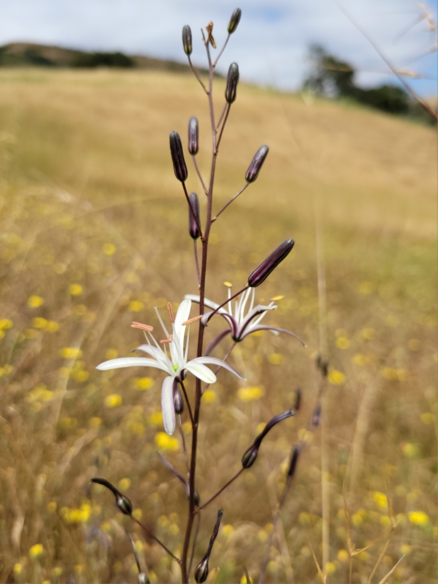 Chlorogalum pomeridianum var. pomeridianum