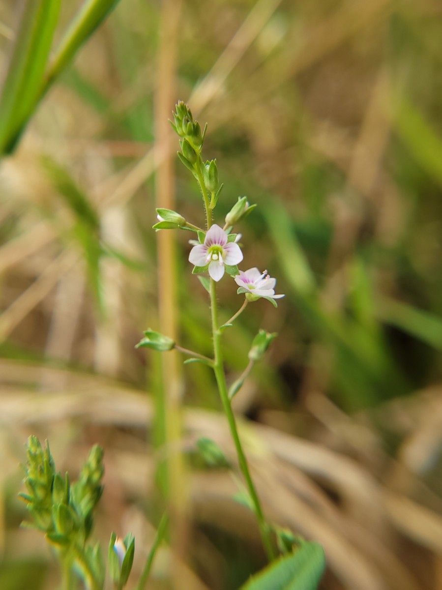 Veronica catenata