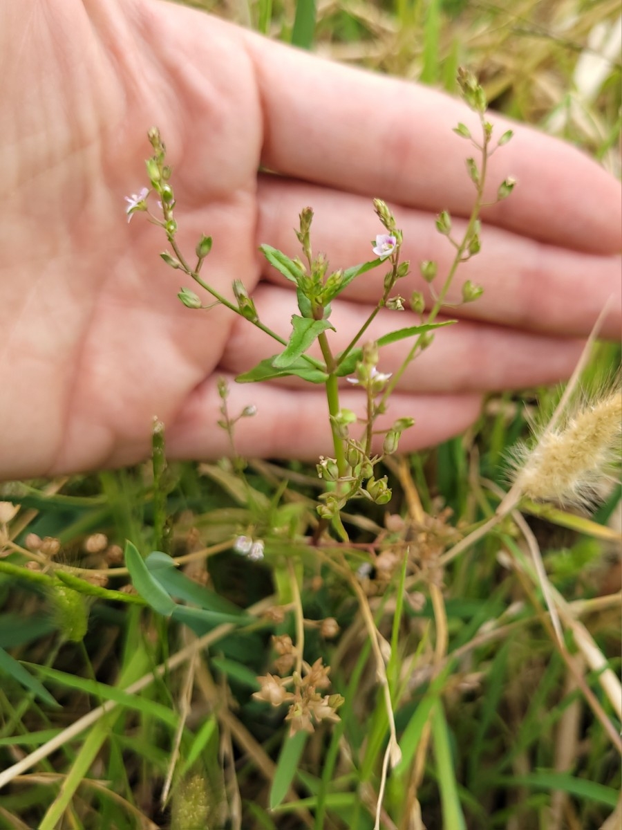 Veronica catenata