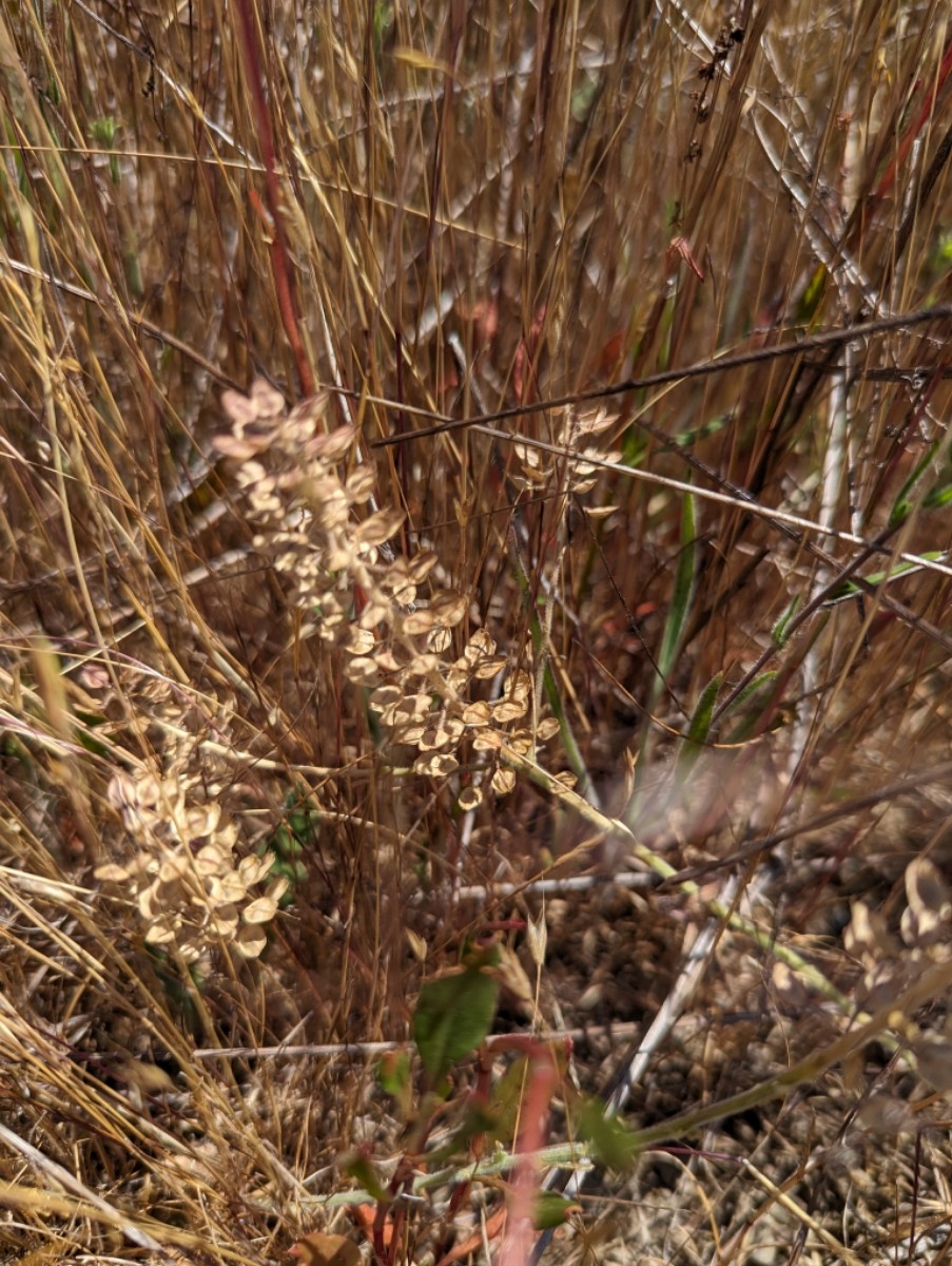 Lepidium heterophyllum