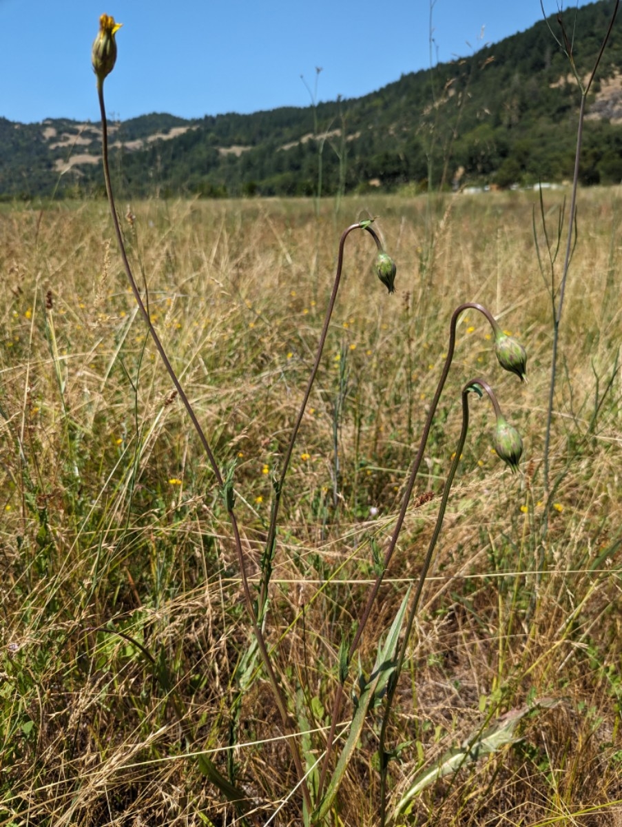 Microseris laciniata ssp. laciniata