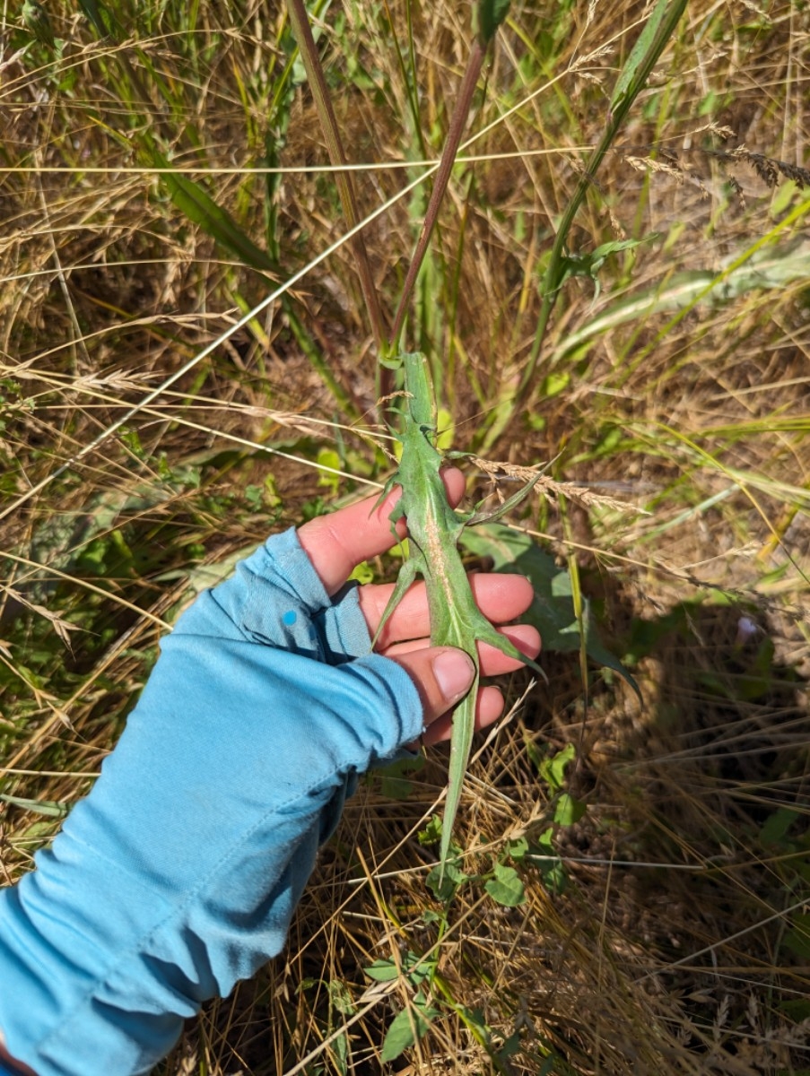 Microseris laciniata ssp. laciniata