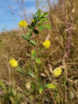 Trifolium campestre