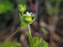 Horkelia californica ssp. frondosa