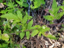 Horkelia californica ssp. frondosa