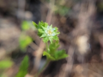 Horkelia californica ssp. frondosa