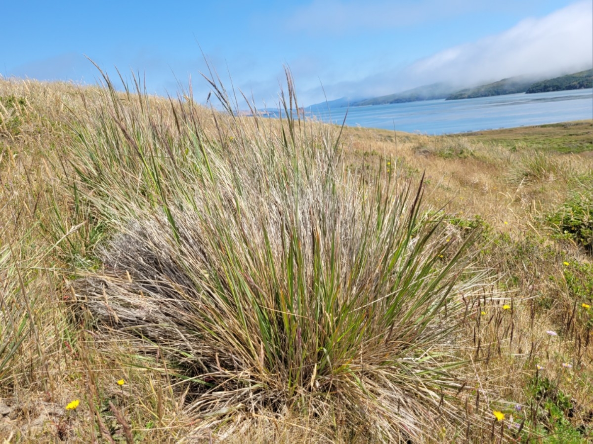 Calamagrostis nutkaensis