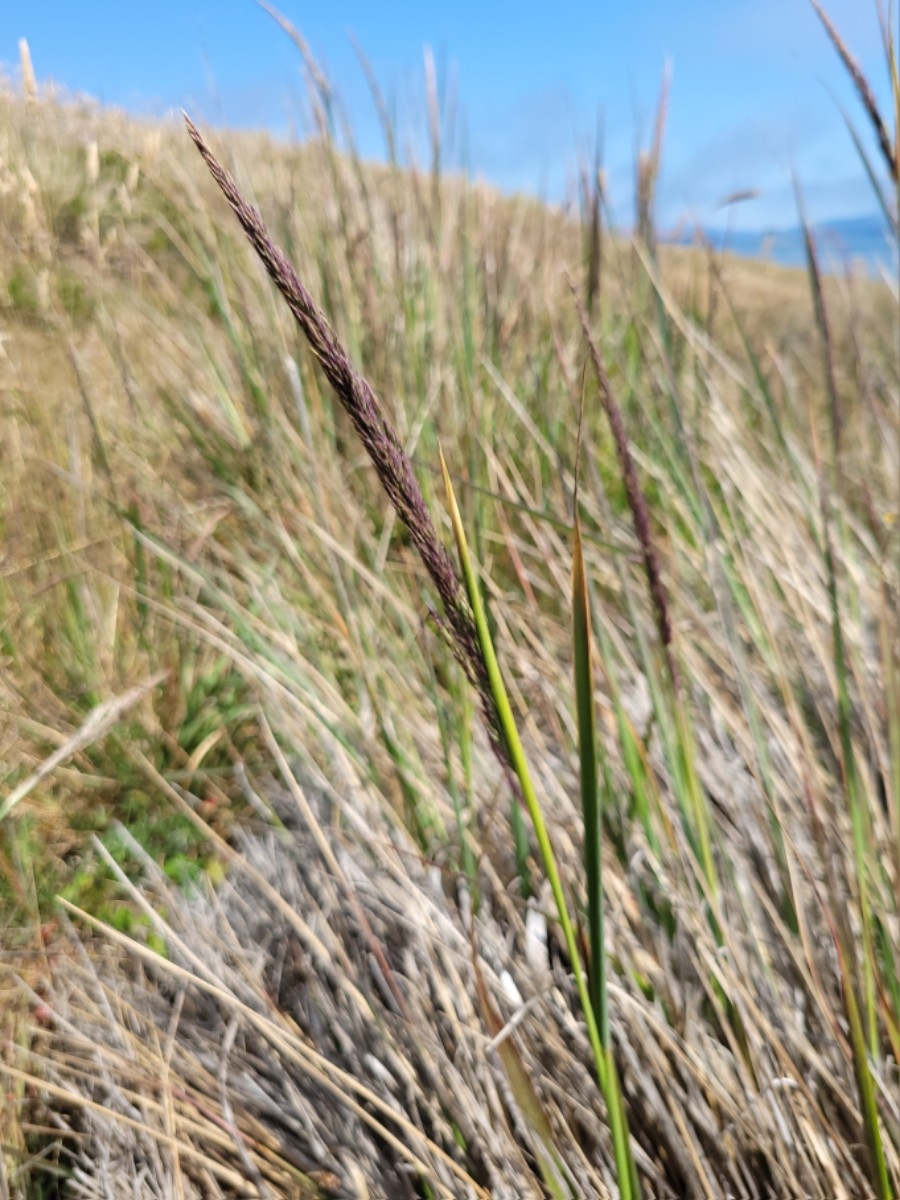 Calamagrostis nutkaensis