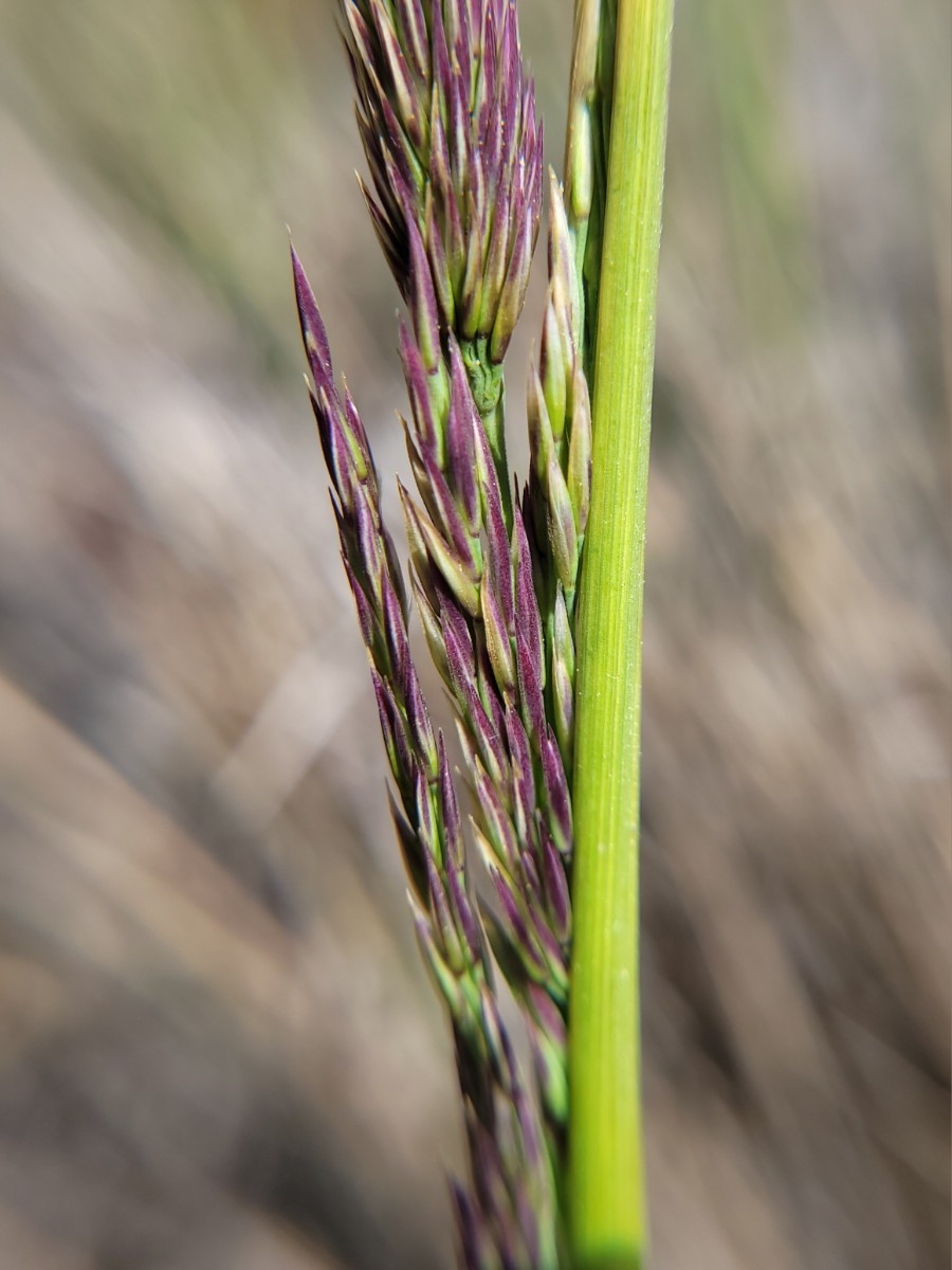 Calamagrostis nutkaensis