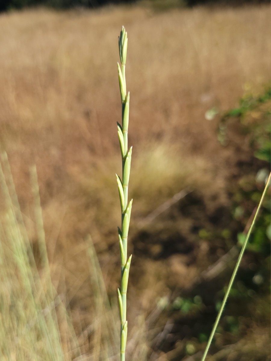 Elymus ponticus