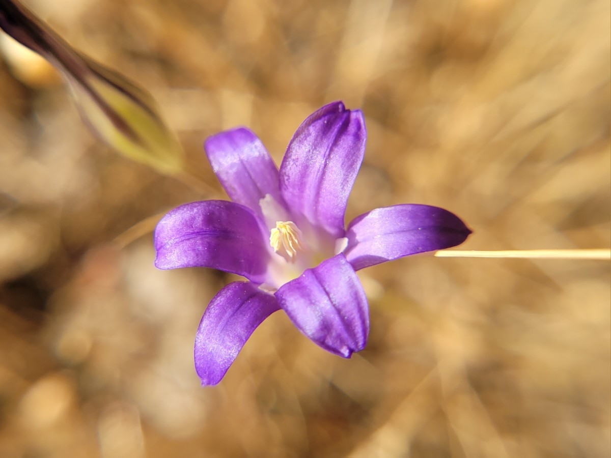 Brodiaea elegans ssp. elegans