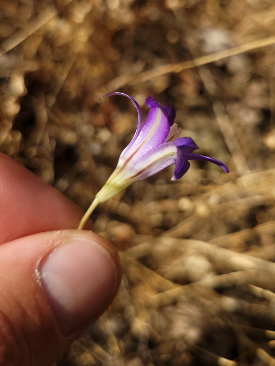 Brodiaea elegans ssp. elegans