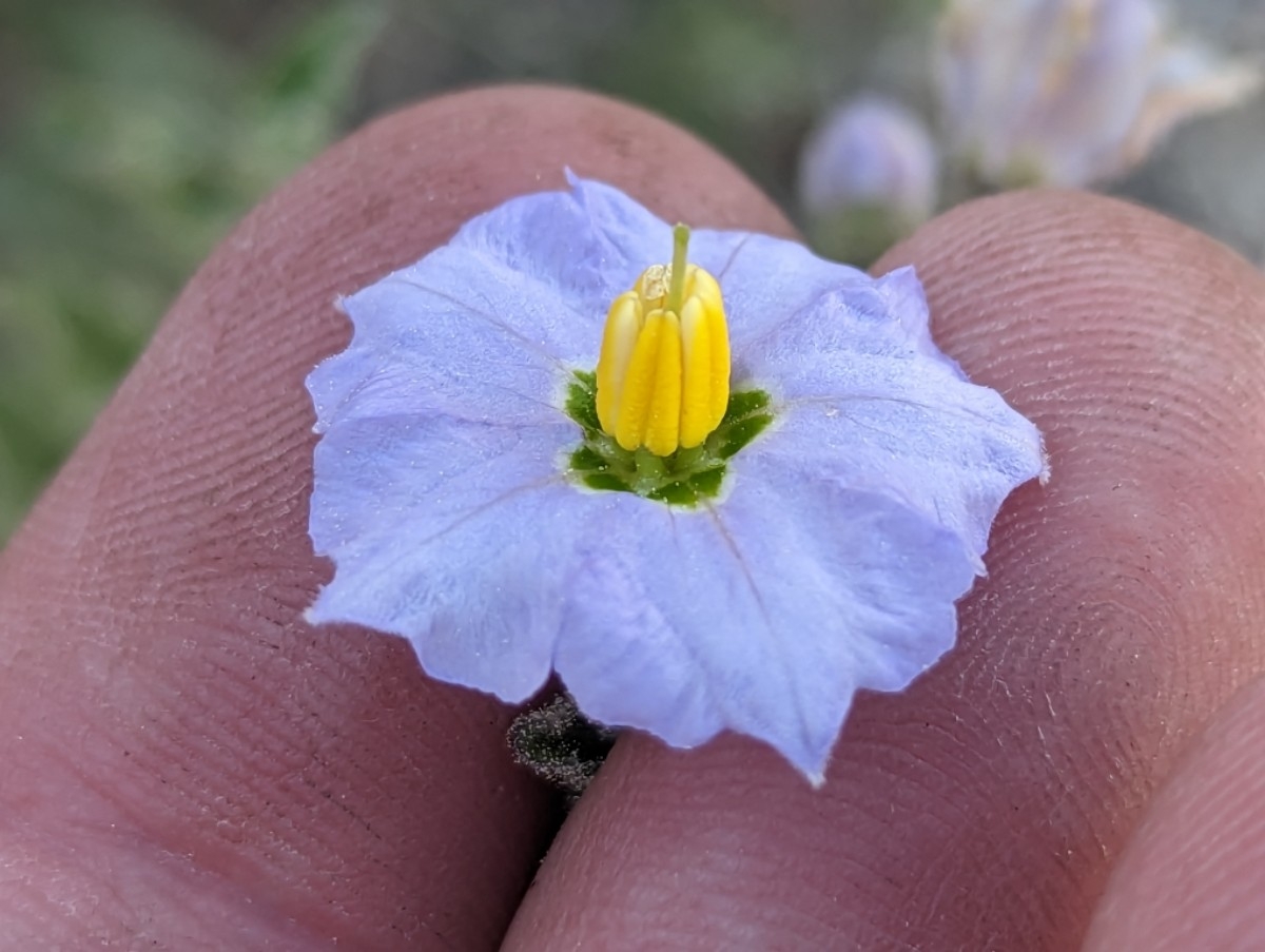 Solanum umbelliferum