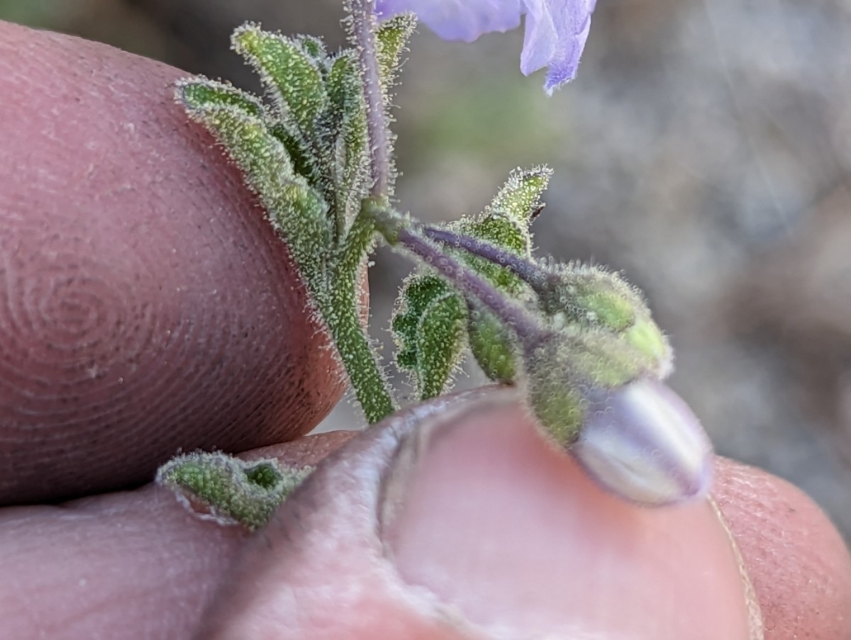 Solanum umbelliferum