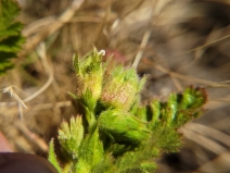 Horkelia californica var. californica