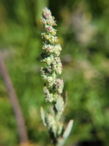 Atriplex rosea