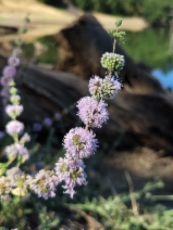 Mentha pulegium