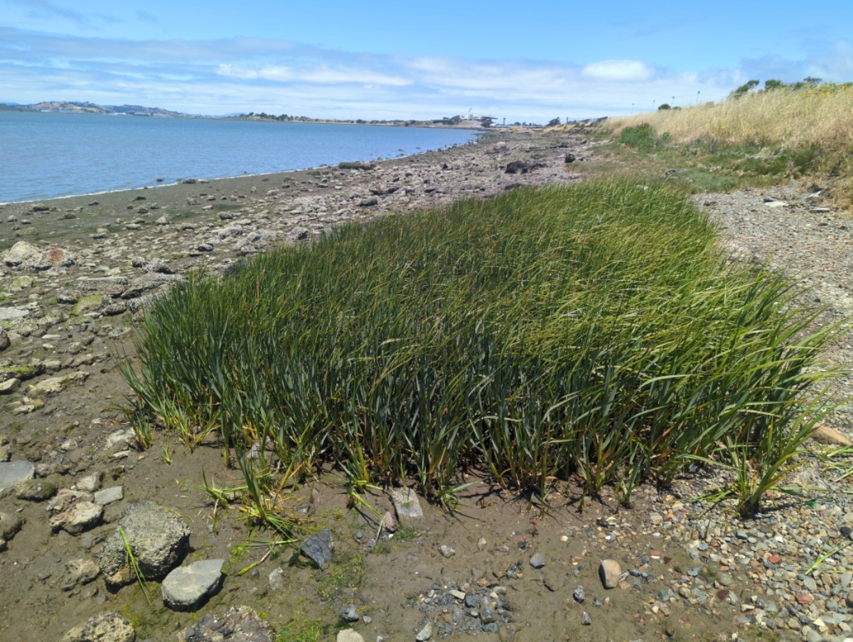 Spartina foliosa