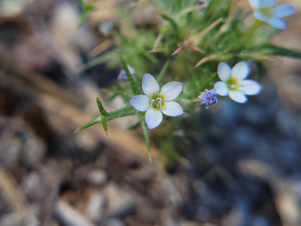 Navarretia hamata ssp. parviloba