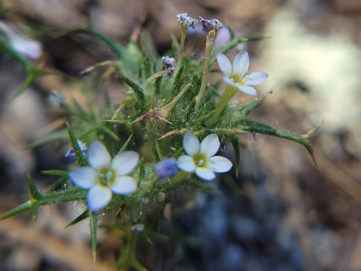 Navarretia hamata ssp. parviloba