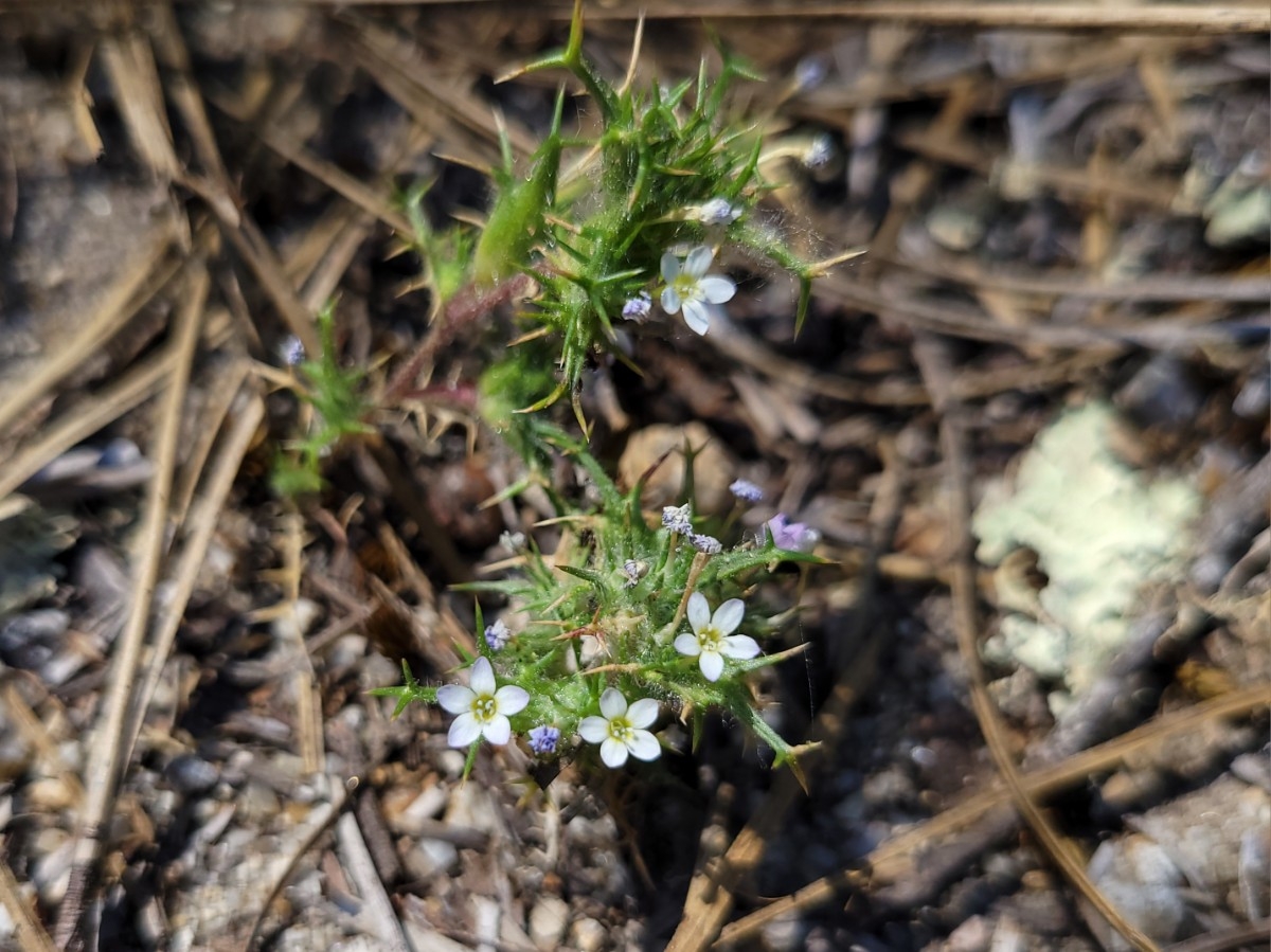 Navarretia hamata ssp. parviloba