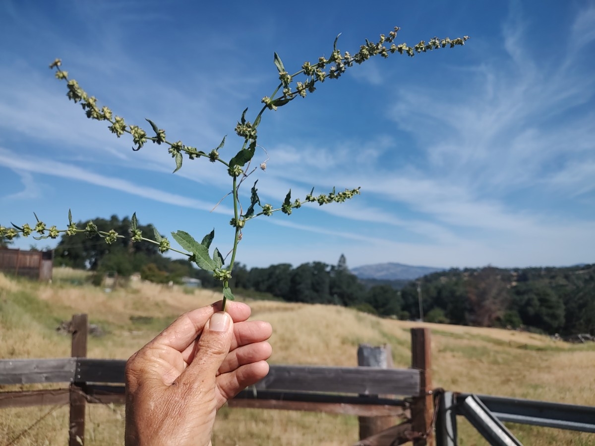 Rumex pulcher