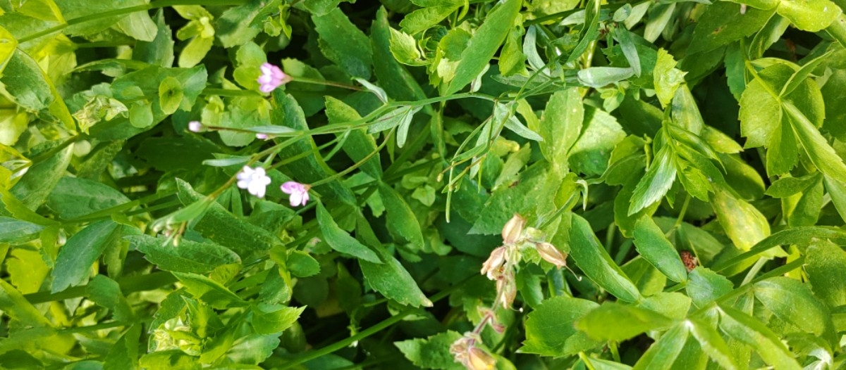 Epilobium glaberrimum ssp. glaberrimum