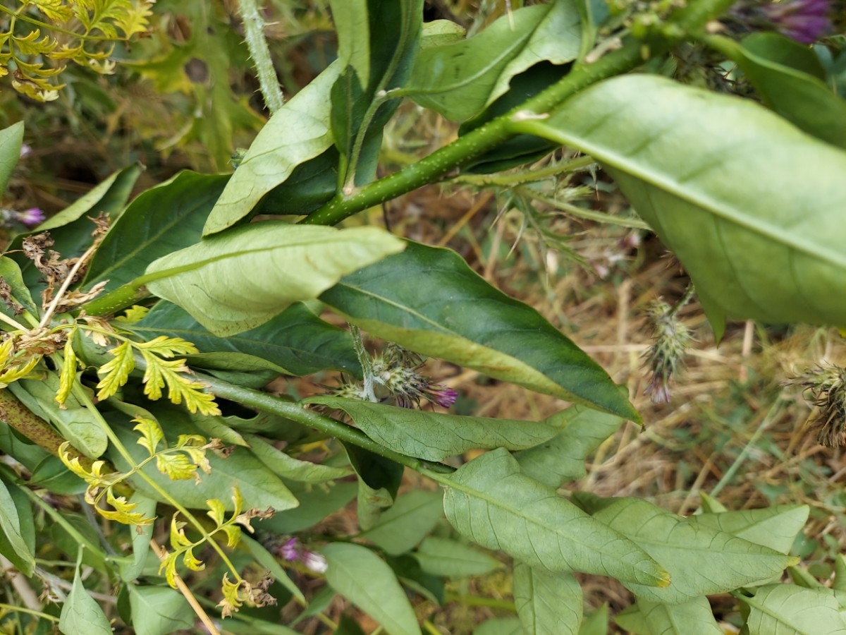 Cestrum parqui