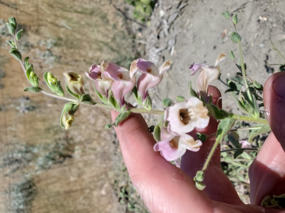 Antirrhinum ovatum