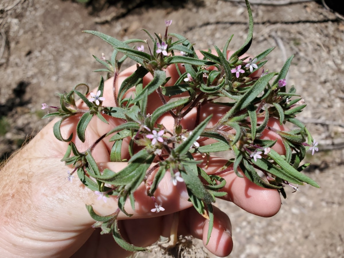 Collomia tinctoria