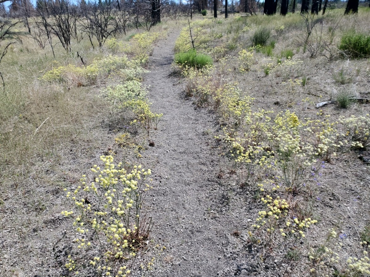 Eriogonum nudum var. pubiflorum