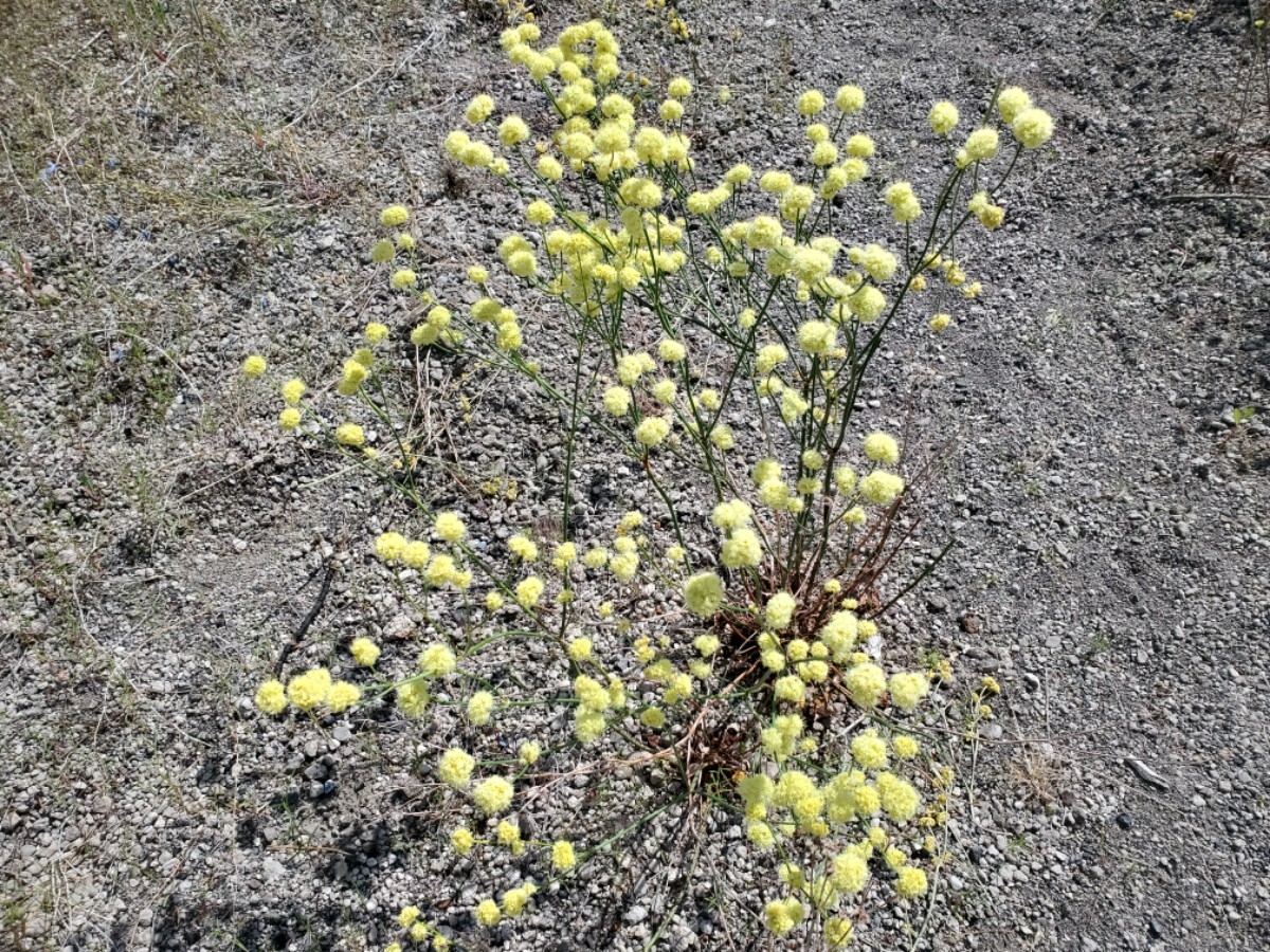 Eriogonum nudum var. pubiflorum